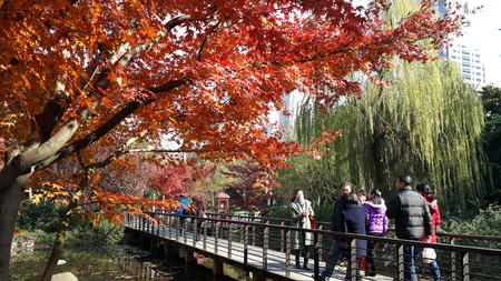 Scenery of red maple leaf in the winterのeditorial素材