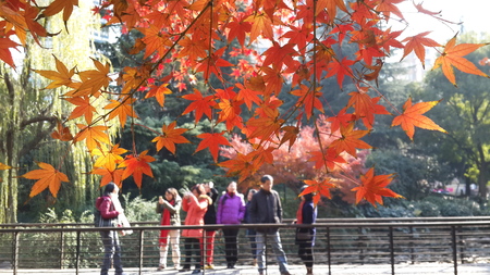 Scenery of red maple leaf in the winterのeditorial素材
