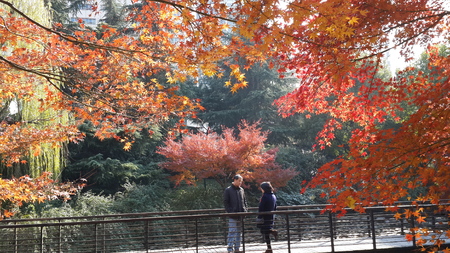 Scenery of red maple leaf in the winterのeditorial素材