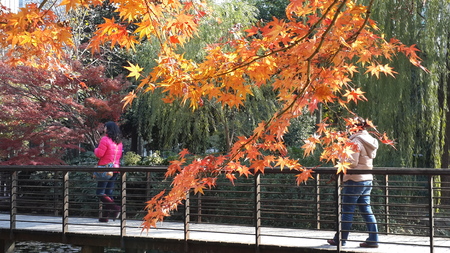Scenery of red maple leaf in the winterのeditorial素材
