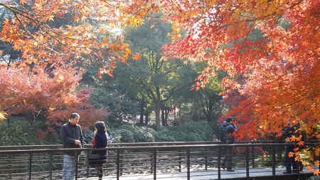 Scenery of red maple leaf in the autumnのeditorial素材