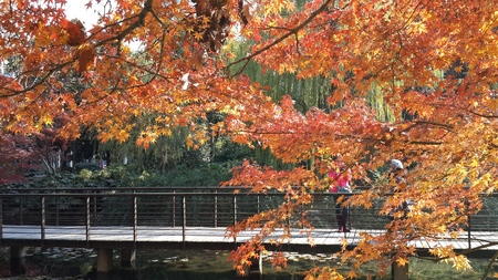 Scenery of red maple leaf in the autumnのeditorial素材