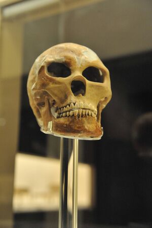 First human skull in the Museum of Shanghaiのeditorial素材