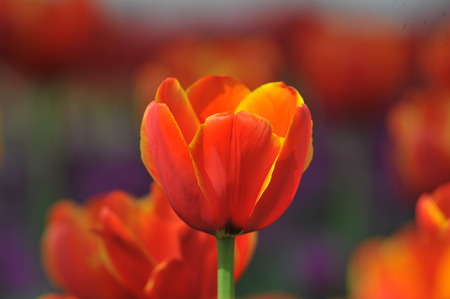 Multicolored tulips contestsの写真素材