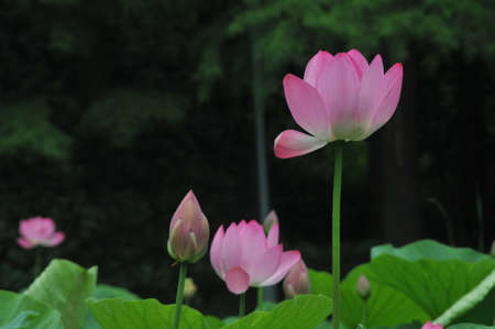 Blossom of lotusの写真素材