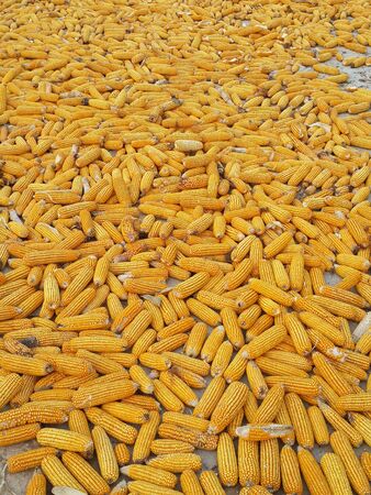 harvested corn on groundの写真素材