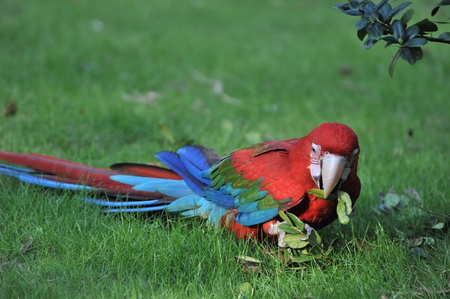 Colorful macaws