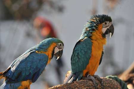 Colorful macaws