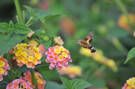 Shanghai Zoo Hummingbird moth, honeyの写真素材