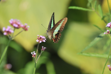 Third session of the Shanghai Zoo Butterfly exhibitionの写真素材