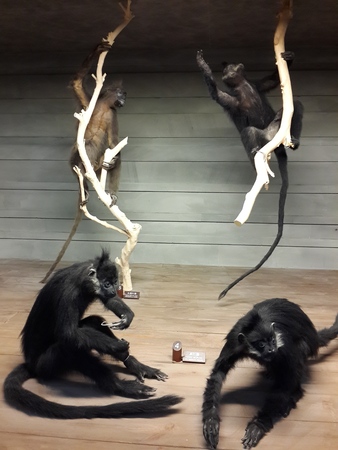 Shanghai Natural History Museumのeditorial素材