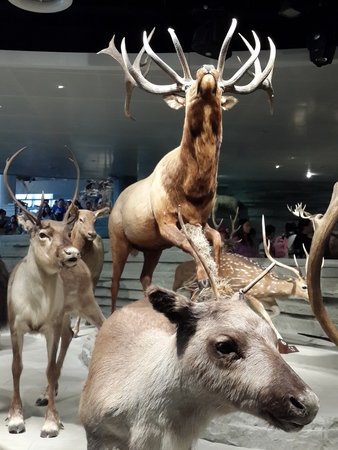 Shanghai Natural History Museumのeditorial素材