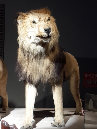 Shanghai Natural History Museumのeditorial素材