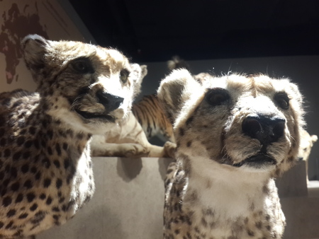 Shanghai Natural History Museumのeditorial素材