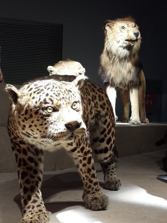 Shanghai Natural History Museumのeditorial素材