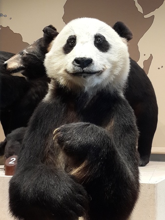Shanghai Natural History Museumのeditorial素材