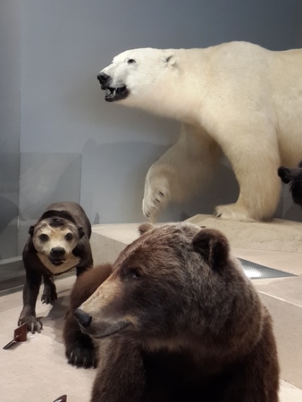 Shanghai Natural History Museumのeditorial素材