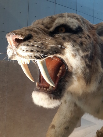 Shanghai Natural History Museumのeditorial素材