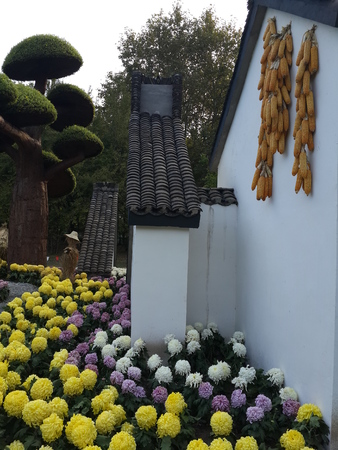 2015 Shanghai Chrysanthemum exhibition: more than 800 kinds of chrysanthemums in various shapes, flourishのeditorial素材
