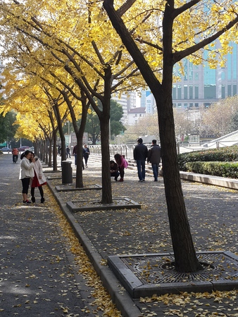 Autumn Ginkgo biloba street viewのeditorial素材