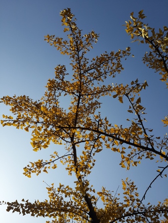 Autumn Ginkgo biloba