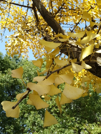 Autumn Ginkgo bilobaの写真素材