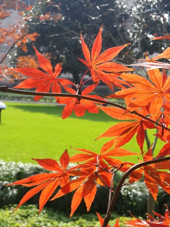 Close up to maple leaves 