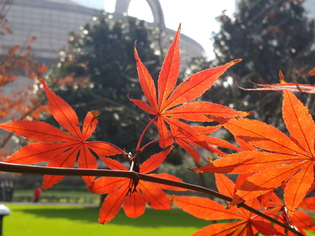 Close up to maple leaves 