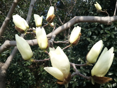 Magnolia flowerの写真素材