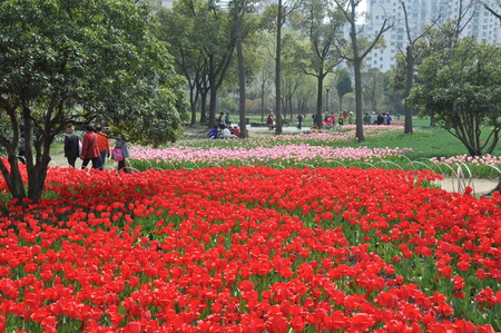 Tulip flower Expositionのeditorial素材