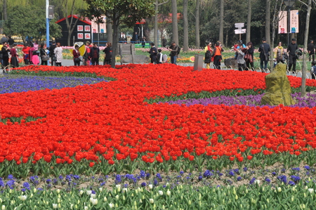 Tulip flower Expositionのeditorial素材