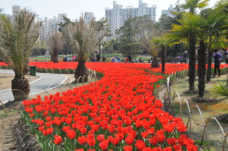 Tulip flower Expositionのeditorial素材