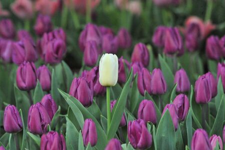 Multicolored tulipsの写真素材