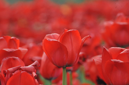 Multicolored tulipsの写真素材