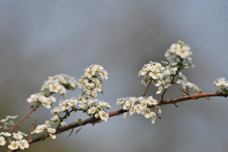 flowersのeditorial素材