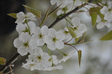 Close up to pear blossomの写真素材