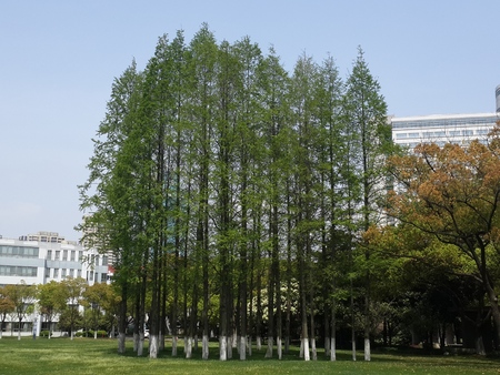 The beautiful environment of the Shanghai Municipal party schoolのeditorial素材