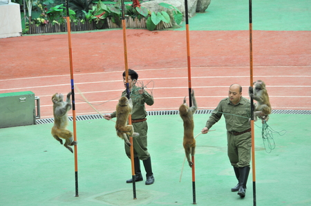 Shanghai wild zoo animal showのeditorial素材