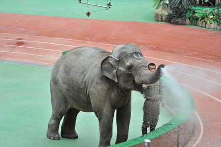 Shanghai wild zoo animal showsのeditorial素材