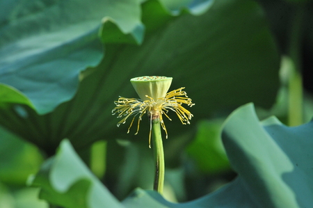 Lotusの写真素材