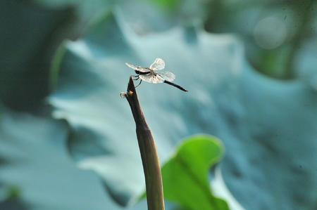 Dragonflyの写真素材