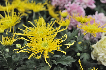 Shanghai Chrysanthemum Exhibition 2016のeditorial素材
