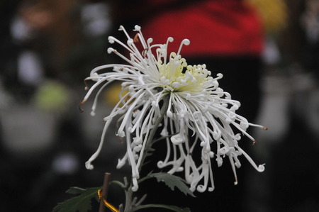 Shanghai Chrysanthemum Exhibition 2016のeditorial素材