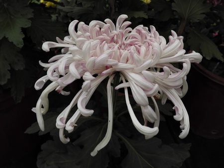 Shanghai Chrysanthemum Exhibition 2016のeditorial素材