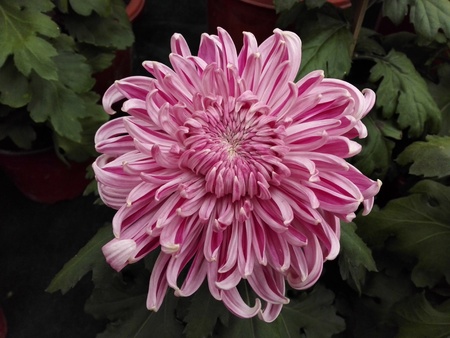 Shanghai Chrysanthemum Exhibition 2016のeditorial素材