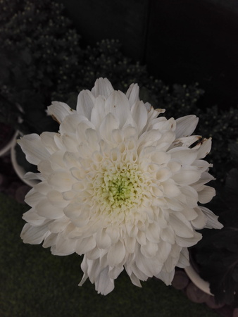 Shanghai Chrysanthemum Exhibition 2016のeditorial素材