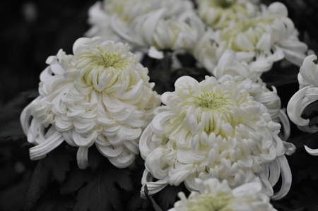 Shanghai Chrysanthemum Exhibition 2016のeditorial素材