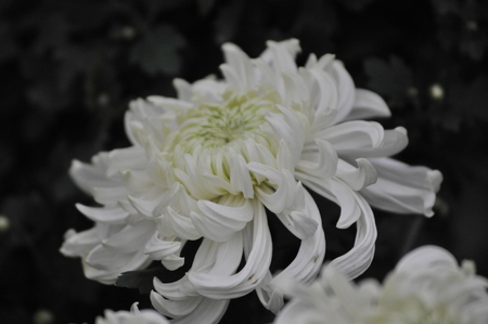 Shanghai Chrysanthemum Exhibition 2016のeditorial素材