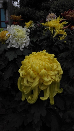 Shanghai Chrysanthemum Exhibition 2016のeditorial素材