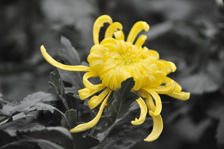 Shanghai Chrysanthemum Exhibition 2016のeditorial素材